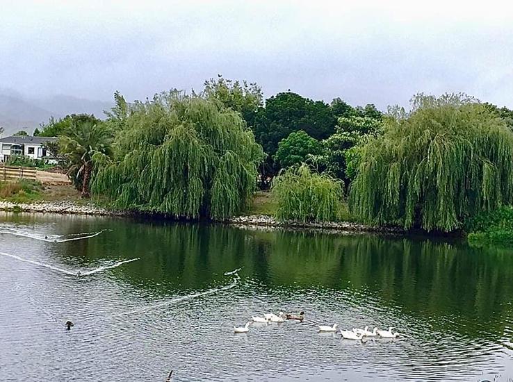 Kaiaua, getting your ducks in a row!