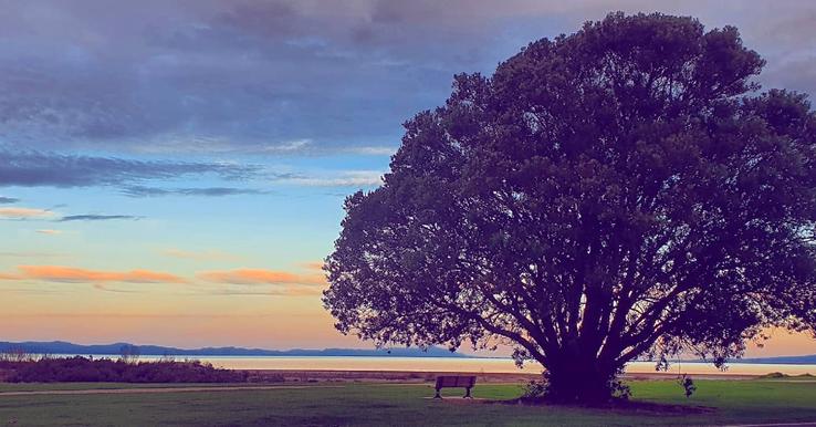 Pohutukawa skies