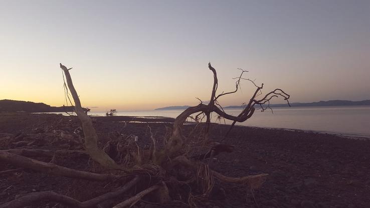 Kaiaua driftwood