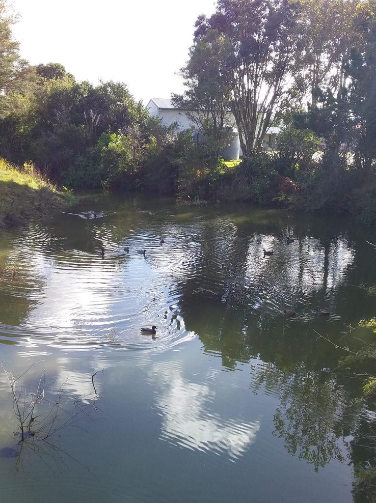 Stream behind the fire station full tide with local ducks having a swim