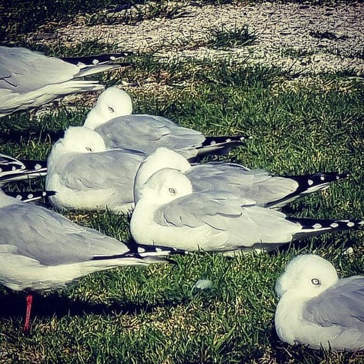 Kaiaua seagulls