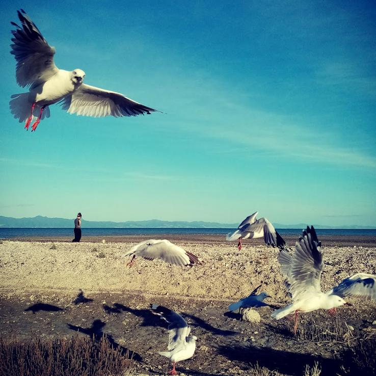 Seabird Coast, Kaiaua