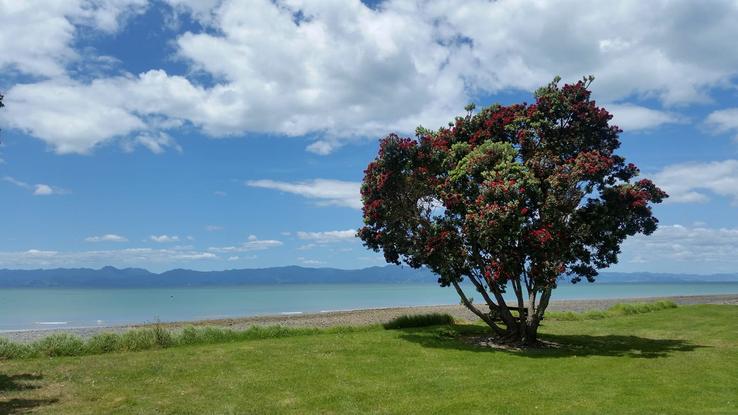 Kaiaua pohutukawa in bloom