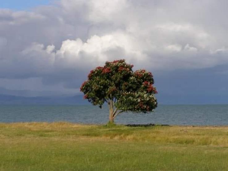 Kaiaua pohutukawa