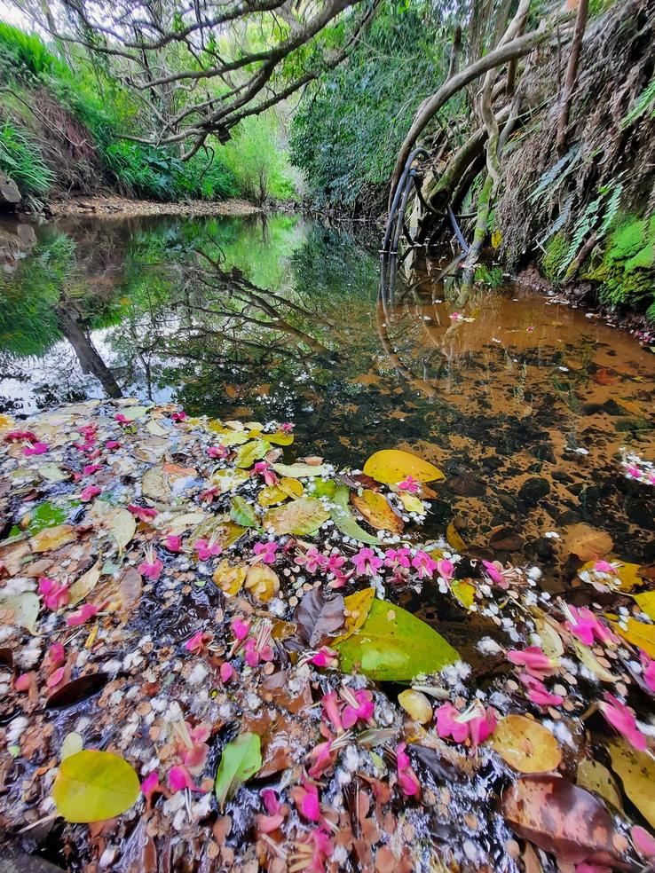 Hauarahi Stream under the big Puriri on the edge of the Domain