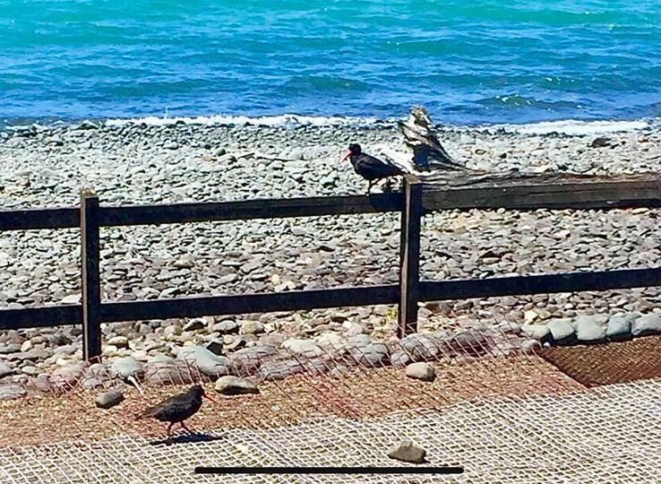 Kaiaua birds