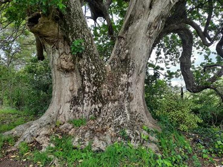 Kaiaua Domain; the 800 year old puriri tree