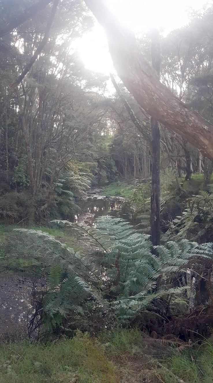 Native bush and creek